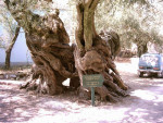 Very old Olive tree